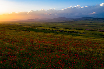 Naklejka na ściany i meble Fields of blooming poppy. Fields and hills are covered with a carpet of wild flowers. Summer 2019, Eastern Georgia, near the town of Gori. Sunset.
