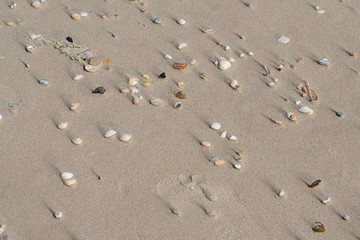 Muschlschlane am Strand bei teifstehender Sonne