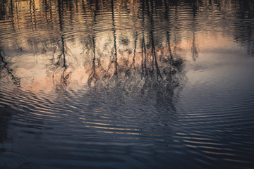 Fototapeta na wymiar trees reflection in water. sunset in the forest is reflected in the lake.