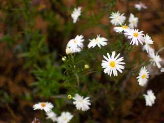 a daisies grow in autumn