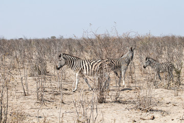 Fototapeta na wymiar black and white zebras in the African savannah. game drive in the nature reserve with wild animals, nature photography of a herd of zebras during drought season in boteti river
