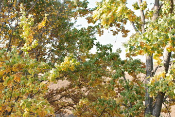 autumn leaves on tree