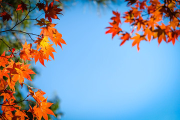 Red Autumn maple leaves in-season change.