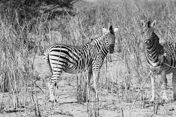 Fototapeta premium black and white zebras in the African savannah. game drive in the nature reserve with wild animals, nature photography of a herd of zebras during drought season in boteti river