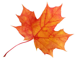 autumn maple leaf isolated on white background. - obrazy, fototapety, plakaty