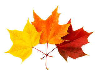 Three colorful autumn leaves on a white. The view of the top.