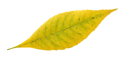 autumn yellow leaf isolated on white background