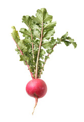 Fresh radishes isolated on white 