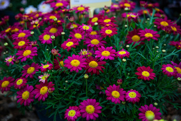 Obraz premium daisy