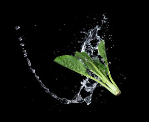 Fresh bok choy vegetable with water splash float in the air