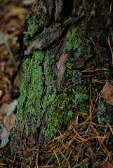 green moss on the tree