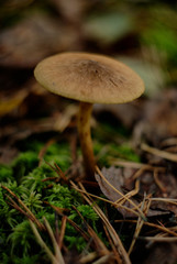 mushroom 