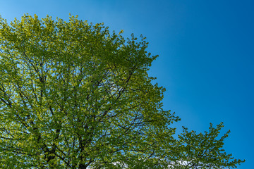Baumkrone einer Linde vor blauem Himmel