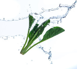 Fresh bok choy vegetable with water splash float in the air