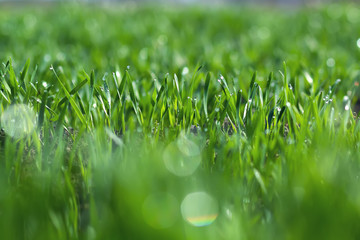 Young wheat seedlings growing in a soil. Agriculture and agronomy theme. Organic food produce on field.