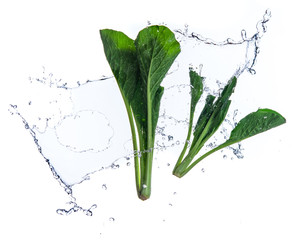 Fresh bok choy vegetable with water splash float in the air
