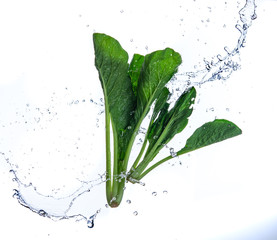 Fresh bok choy vegetable with water splash float in the air