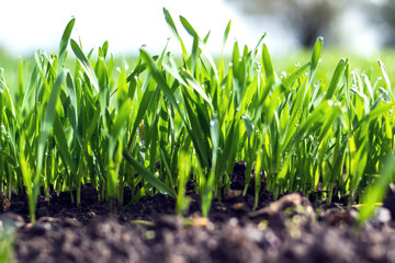 Young wheat seedlings growing in a soil. Agriculture and agronomy theme. Organic food produce on field.
