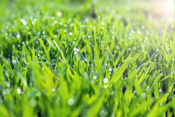 Young wheat seedlings growing in a soil. Agriculture and agronomy theme. Organic food produce on field.