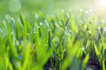 Young wheat seedlings growing in a soil. Agriculture and agronomy theme. Organic food produce on field.