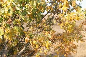 autumn leaves on tree
