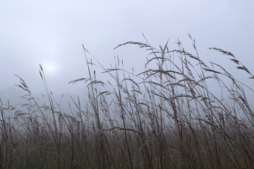 Tall prairie grass in fog