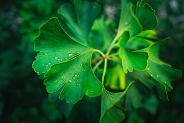 Leaves of Ginkgo Biloba with rain drops