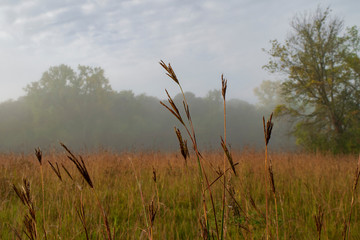 Foggy field with tall grass and trees