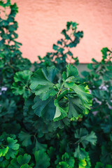 Leaves of Ginkgo Biloba