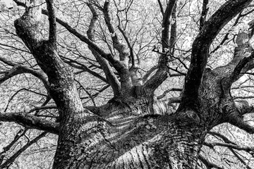 Blick von unten in eine alte Linde - Monochrome Aufnahmen