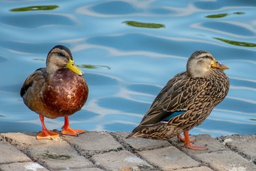 mallard duck