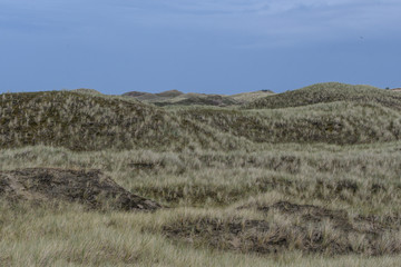 Dünenlandschaft  auf Amrum 