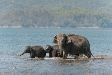 Elephant Family tAking Bath in Ramganga River at jim Corbett National Park,India