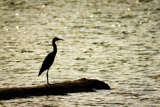 Egret silhouette