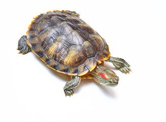 Red-eared turtle, Trachemys scripta on white isolated background. Yellow-bellied water turtle. Close up.