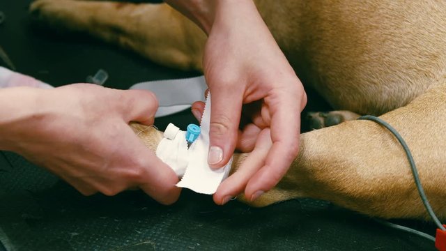 Closeup of a sick dog at the veterinarian getting a shot and bandage on his paw