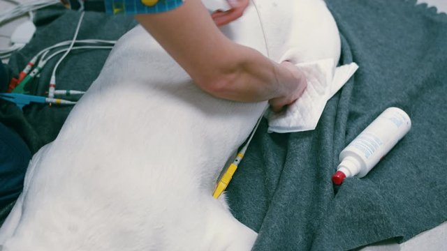 Closeup of a vet clipping a hurt white dog lying on a table at a clinic for magnetic resonance imaging
