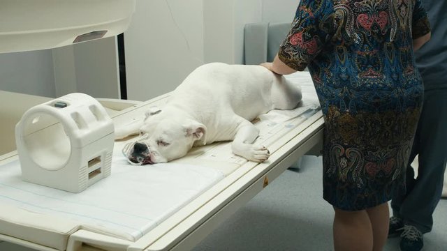 A sick sad white dog lying on a table at the veterinarian clinic being pet by the owner
