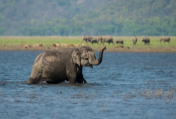 Elephant in River Ramganga in Jim corbett National Park