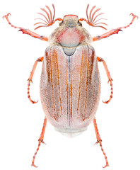 Melolontha hippocastani is the forest cockchafer or May bug or doodlebug in the family...
