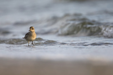 A juvenile grey plover (Pluvialis squatarola) resting and foraging during migration on the beach of Usedom Germany
