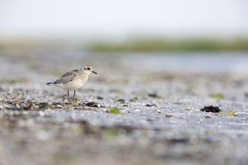 A juvenile grey plover (Pluvialis squatarola) resting and foraging during migration on the beach of Usedom Germany