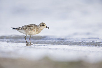 A juvenile grey plover (Pluvialis squatarola) resting and foraging during migration on the beach of Usedom Germany