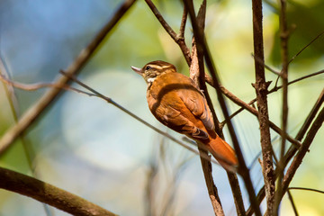 Plain Xenops photographed in Domingos Martins, Espirito Santo. Southeast of Brazil. Atlantic Forest Biome. Picture made in 2013.