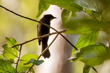 Flame crested Tanager photographed in Domingos Martins, Espirito Santo. Southeast of Brazil. Atlantic Forest Biome. Picture made in 2013.