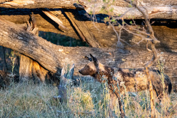 pack of wild dogs hunting in the African bush in the bush. wild dogs prepare an attack in Botswana. portrait of a pack of wild dogs. Animal species in danger of extinction