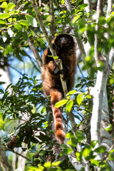Fototapeta premium Masked titi monkey photographed in Domingos Martins, Espirito Santo. Southeast of Brazil. Atlantic Forest Biome. Picture made in 2013.