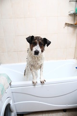 A cute dog taking a bath with his paws up on the rim of the tub