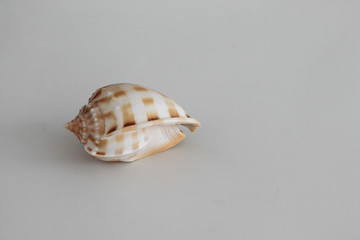 shell brown tones in white background