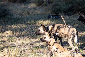 pack of wild dogs with cubs resting in the African savannah, endangered animals in Botswana. Wild dogs in pack that relax in the African afternoon sun with the puppies waiting for the hunt
